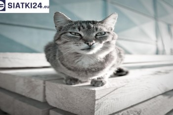 Siatki Niepołomice - Siatka na balkony dla kota i zabezpieczenie dzieci dla terenów Niepołomic